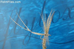 Two Feather Fly